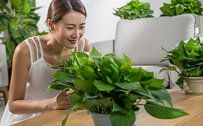 適合弱光的室內(nèi)植物花卉有哪些有什么特點